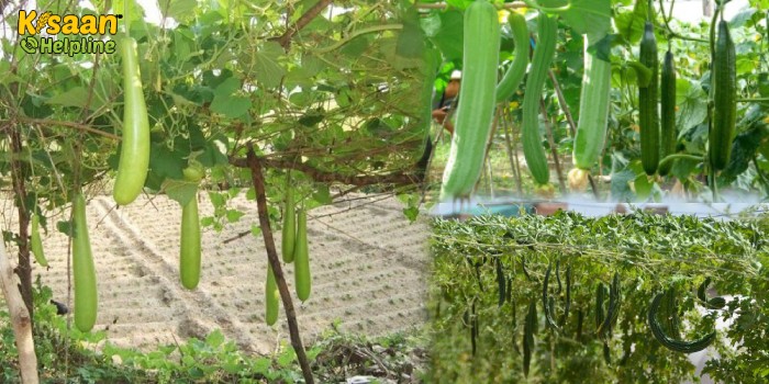 आमदनी बढ़ाने के लिए करें मचान विधि से सब्जियों की खेती आमदनी बढ़ाने के लिए करें मचान विधि से सब्जियों की खेती